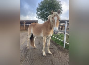 Hafliger, Klacz, 3 lat, 149 cm