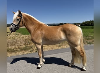 Hafliger, Klacz, 3 lat, 150 cm, Kasztanowata
