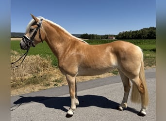 Hafliger, Klacz, 3 lat, 150 cm, Kasztanowata