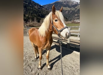 Hafliger, Klacz, 3 lat, 150 cm