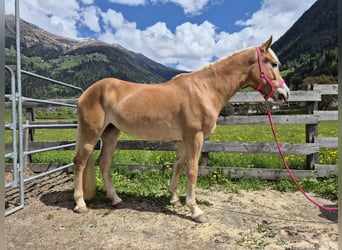 Hafliger, Klacz, 3 lat, 150 cm