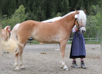Hafliger, Klacz, 3 lat, 151 cm, Kasztanowata