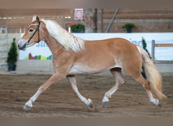 Hafliger, Klacz, 3 lat, 151 cm, Kasztanowata