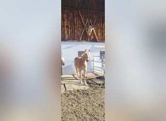 Hafliger, Klacz, 3 lat, 151 cm