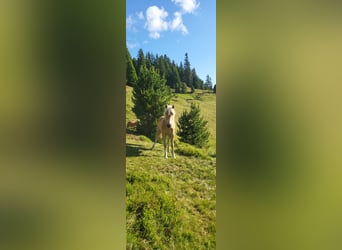 Hafliger, Klacz, 3 lat, 151 cm