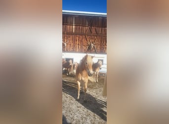 Hafliger, Klacz, 3 lat, 151 cm