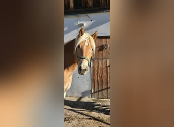 Hafliger, Klacz, 3 lat, 151 cm