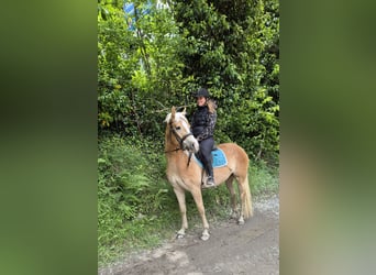 Hafliger, Klacz, 3 lat, 152 cm