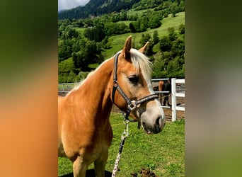 Hafliger, Klacz, 3 lat, 152 cm