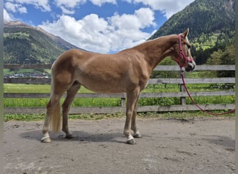 Hafliger, Klacz, 3 lat, 152 cm