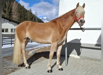 Hafliger, Klacz, 3 lat, 153 cm, Kasztanowata