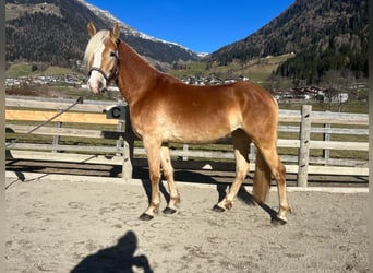 Hafliger, Klacz, 3 lat, 153 cm