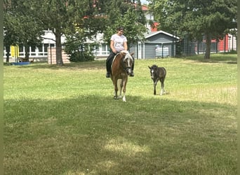 Hafliger, Klacz, 4 lat, 140 cm