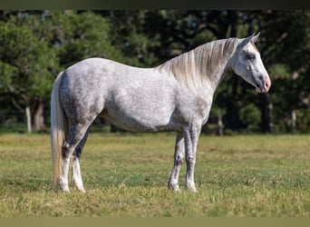 Hafliger Mix, Klacz, 4 lat, 142 cm, Siwa