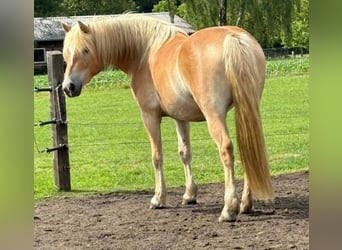 Hafliger, Klacz, 4 lat, 146 cm, Jasnogniada