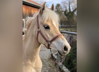 Hafliger, Klacz, 4 lat, 146 cm, Kasztanowata