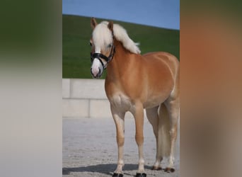 Hafliger, Klacz, 4 lat, 146 cm, Kasztanowata