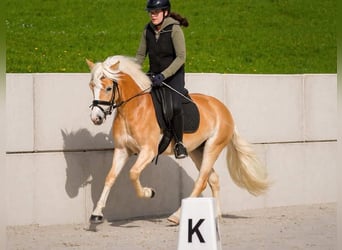 Hafliger, Klacz, 4 lat, 146 cm, Kasztanowata