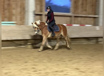 Hafliger, Klacz, 4 lat, 146 cm