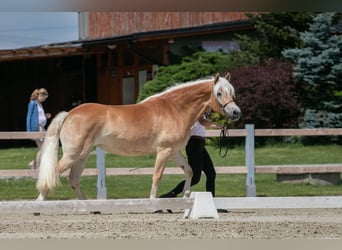 Hafliger, Klacz, 4 lat, 147 cm, Ciemnokasztanowata