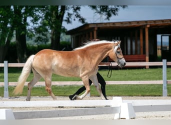 Hafliger, Klacz, 4 lat, 147 cm, Ciemnokasztanowata