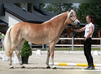 Hafliger, Klacz, 4 lat, 147 cm, Ciemnokasztanowata