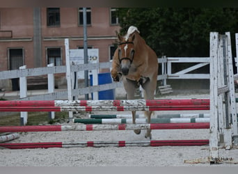 Hafliger, Klacz, 4 lat, 147 cm, Ciemnokasztanowata