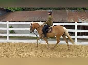 Hafliger, Klacz, 4 lat, 147 cm, Gniada