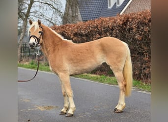 Hafliger, Klacz, 4 lat, 148 cm, Izabelowata