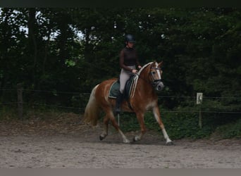 Hafliger, Klacz, 4 lat, 148 cm, Kasztanowata