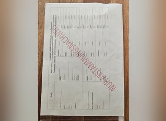 Hafliger, Klacz, 4 lat, 150 cm, Kasztanowata