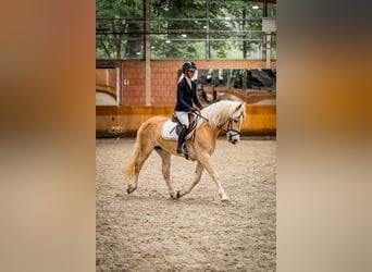 Hafliger, Klacz, 4 lat, 150 cm, Kasztanowata