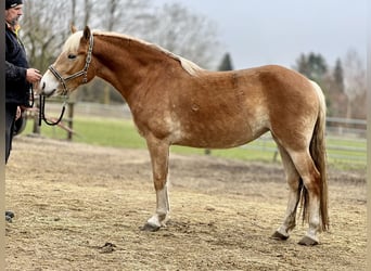 Hafliger, Klacz, 4 lat, 150 cm, Kasztanowata