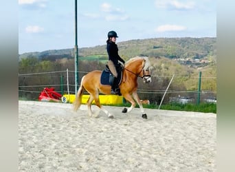 Hafliger, Klacz, 4 lat, 150 cm, Kasztanowata