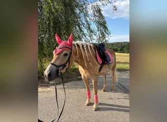 Hafliger, Klacz, 4 lat, 150 cm
