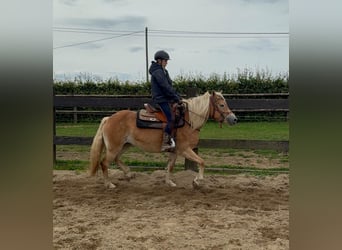 Hafliger, Klacz, 4 lat, 151 cm, Kasztanowata