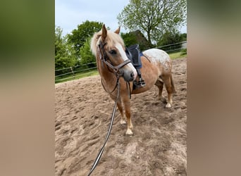 Hafliger Mix, Klacz, 5 lat, 140 cm, Tarantowata