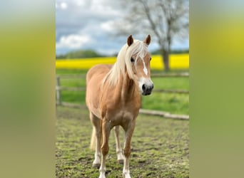 Hafliger, Klacz, 5 lat, 145 cm, Kasztanowata