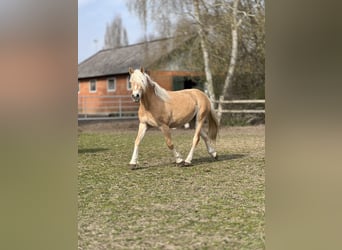 Hafliger, Klacz, 5 lat, 145 cm, Kasztanowata