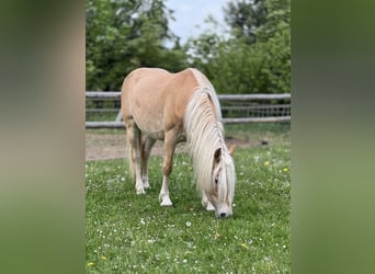 Hafliger, Klacz, 5 lat, 145 cm, Kasztanowata
