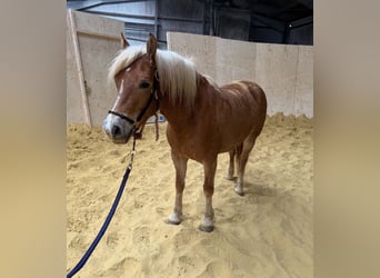 Hafliger, Klacz, 5 lat, 148 cm