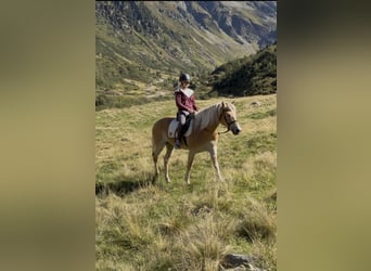 Hafliger, Klacz, 5 lat, 149 cm, Kasztanowata