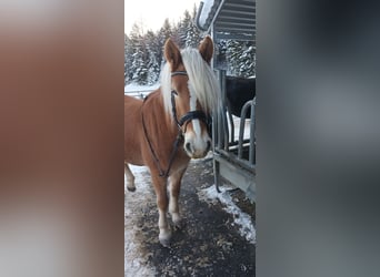 Hafliger, Klacz, 5 lat, 149 cm, Kasztanowata
