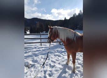 Hafliger, Klacz, 5 lat, 149 cm, Kasztanowata