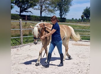 Hafliger, Klacz, 5 lat, 150 cm, Kasztanowata