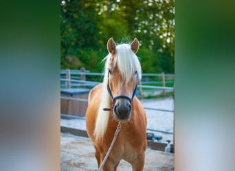 Hafliger, Klacz, 5 lat, 150 cm, Kasztanowata