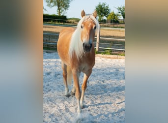 Hafliger, Klacz, 5 lat, 150 cm, Kasztanowata