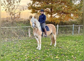 Hafliger, Klacz, 5 lat, 150 cm, Kasztanowata