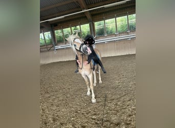 Hafliger, Klacz, 5 lat, 150 cm, Kasztanowata