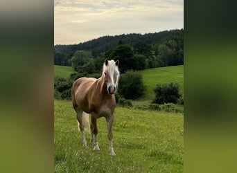 Hafliger, Klacz, 5 lat, 151 cm, Ciemnokasztanowata